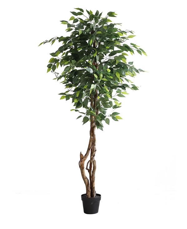 NewPlan FICUS TREE NP5209_180 ΥΨΟΣ 180cm NewPlan