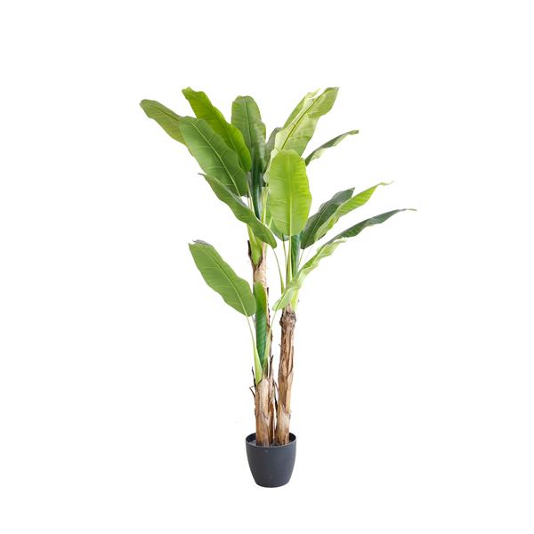 BANANA TREE NP6327_180_22 ΥΨΟΣ 180cm NewPlan φωτογραφία