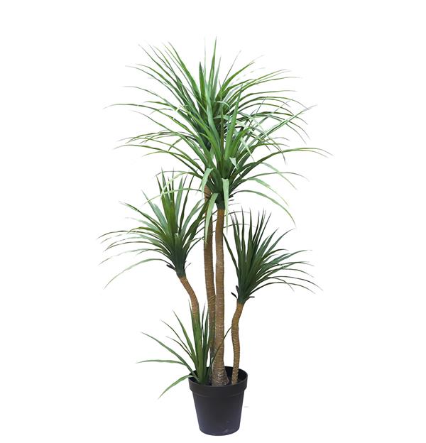 DRACAENA NP_28_155 ΥΨΟΣ 155cm NewPlan φωτογραφία