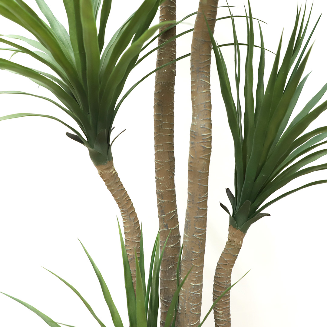 DRACAENA NP_28_155 ΥΨΟΣ 155cm NewPlan φωτογραφία