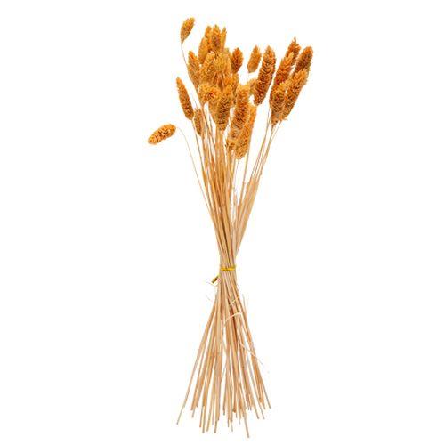 Beauty Home ΜΠΟΥΚΕΤΟ Phalaris ΜΟΥΣΤΑΡΔΙ 60cm – 50 ΤΜΧ Beauty Home